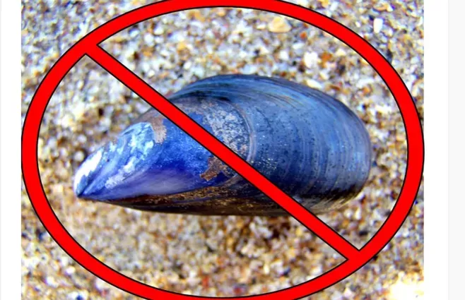 Imagen de Dinara prohíbe temporalmente la extracción y comercialización de mejillones y berberechos procedentes de Rocha