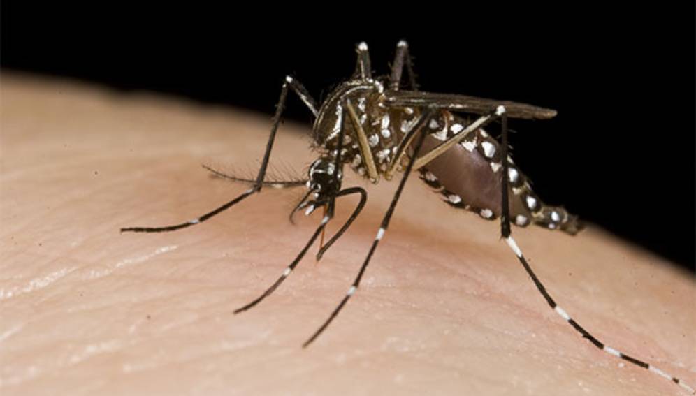 ALTAS TEMPERATURAS PONEN A URUGUAY EN “ZONA DE RIESGO” POR DENGUE